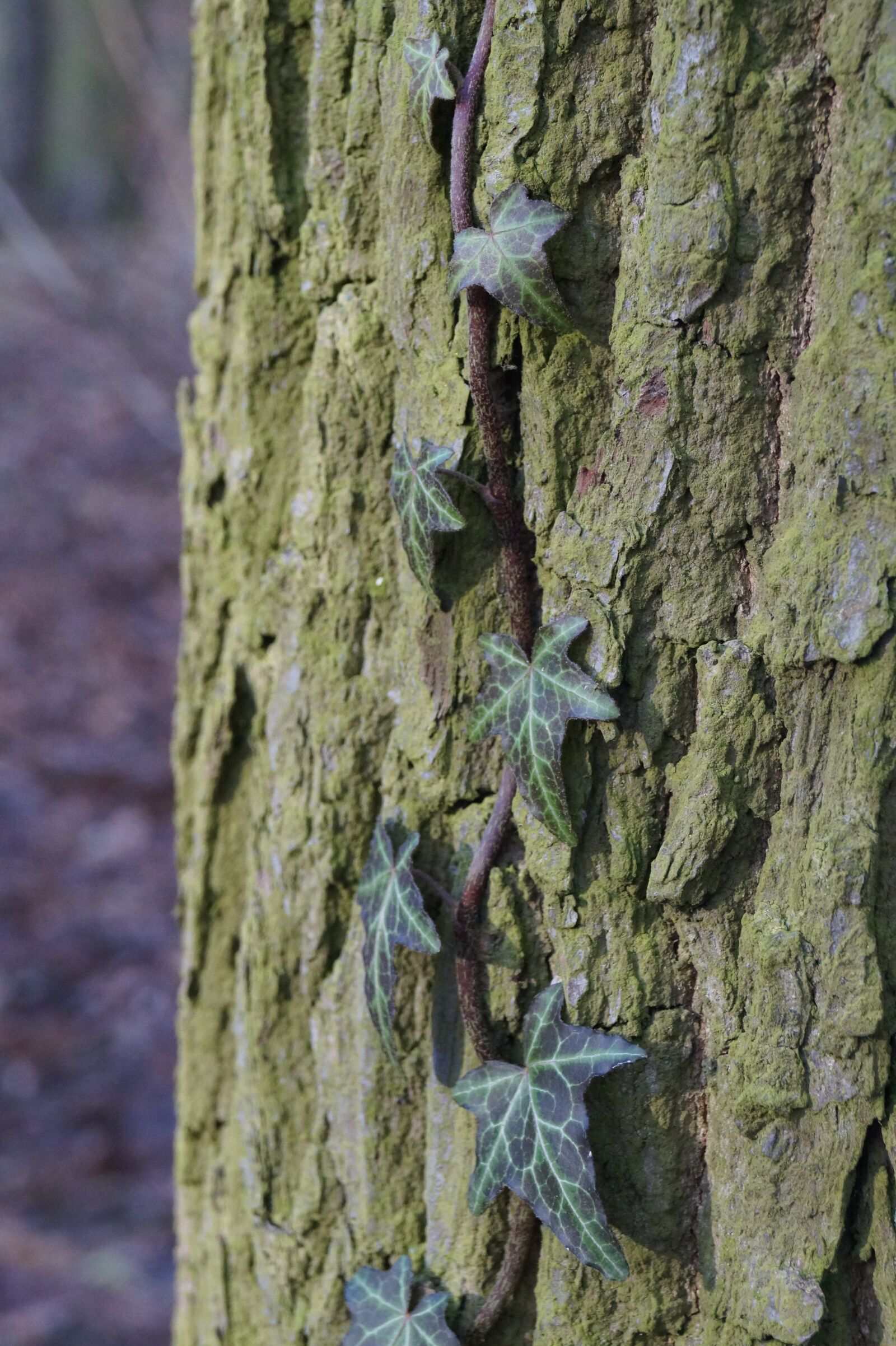 Sony DT 18-55mm F3.5-5.6 SAM II sample photo. Marzena, tree, ivy photography
