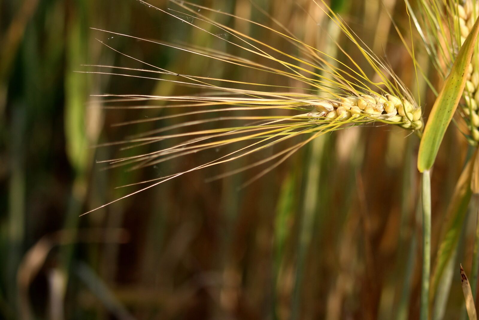 Canon EOS 700D (EOS Rebel T5i / EOS Kiss X7i) sample photo. Cereals, ear, barley photography