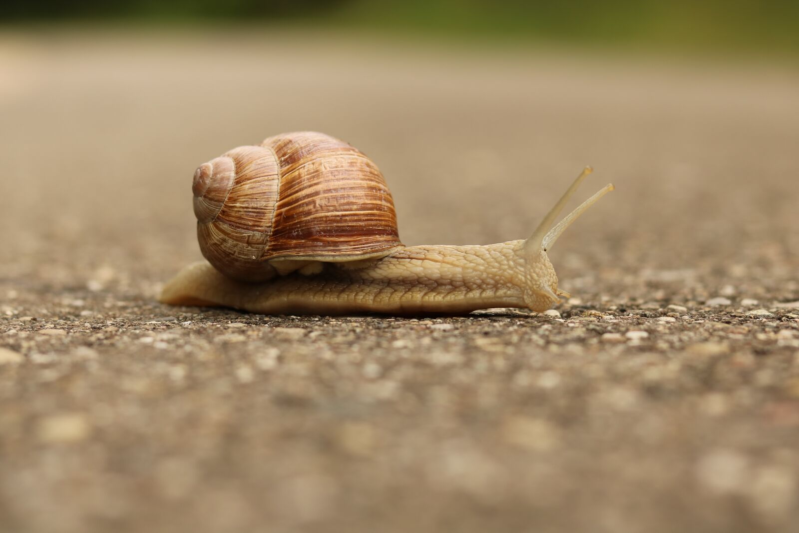 Canon EOS 750D (EOS Rebel T6i / EOS Kiss X8i) sample photo. Snail, nature, shell photography