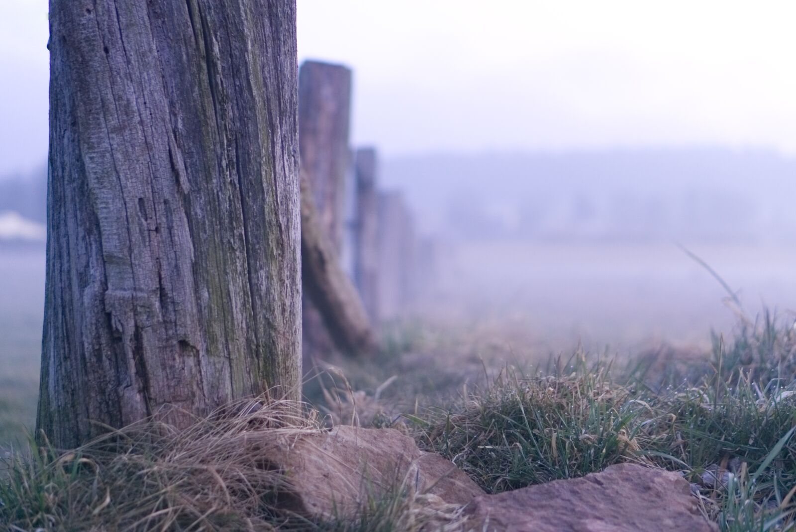 E 50mm F1.8 OSS sample photo. Nature, landscape, wood photography