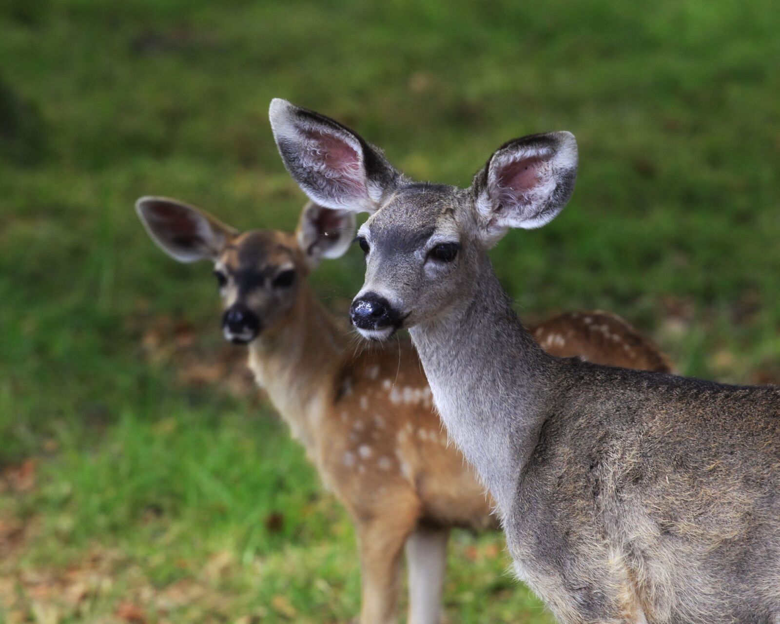 Canon EOS 5D Mark II sample photo. Deer, doe, nature photography