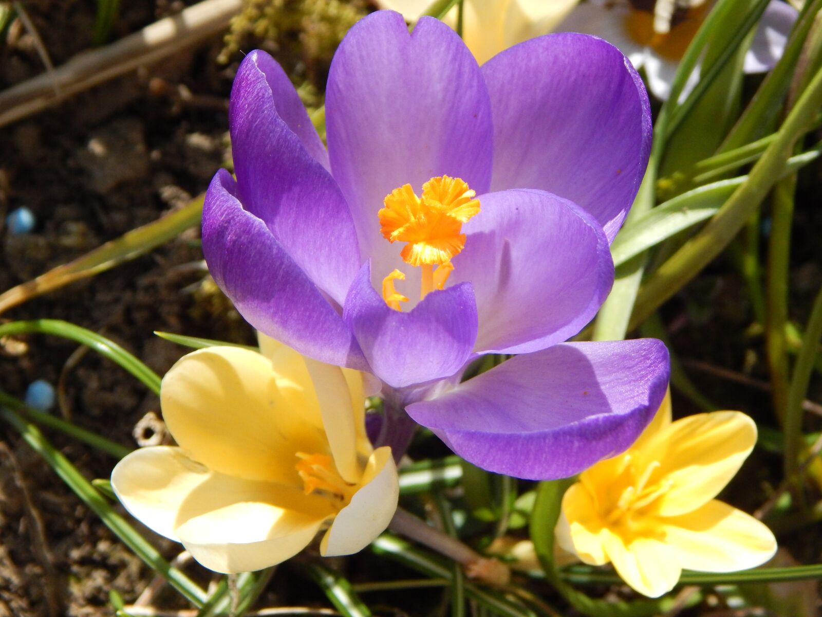 Nikon Coolpix L830 sample photo. Crocus, spring, spring flower photography