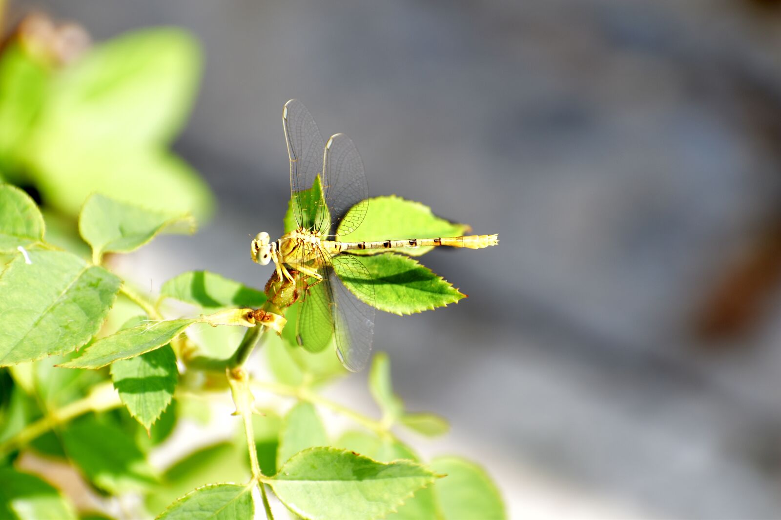 Nikon D5600 sample photo. Dragon fly, hover fly photography