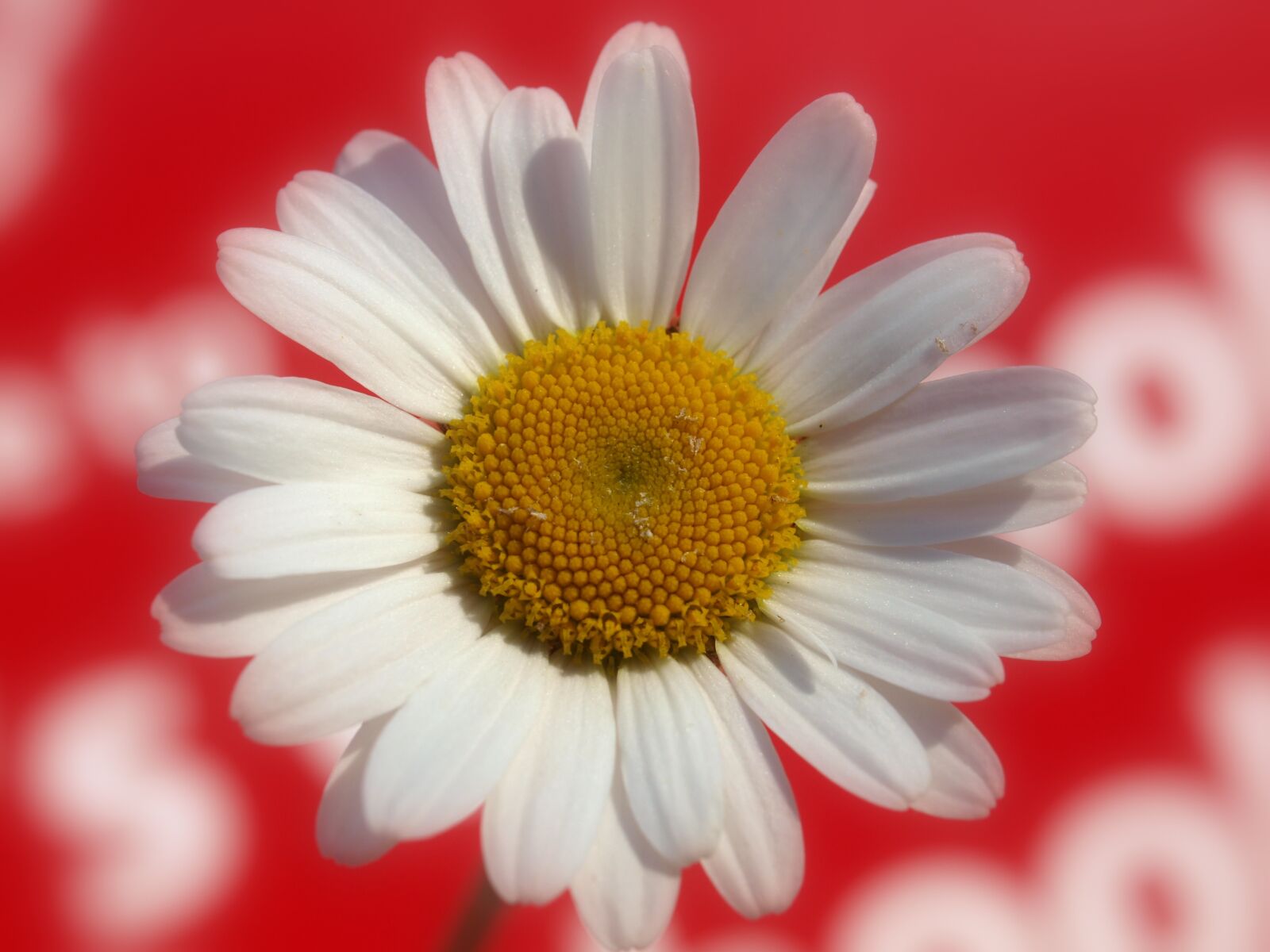 Olympus E-520 (EVOLT E-520) sample photo. Nature, flower, flora photography