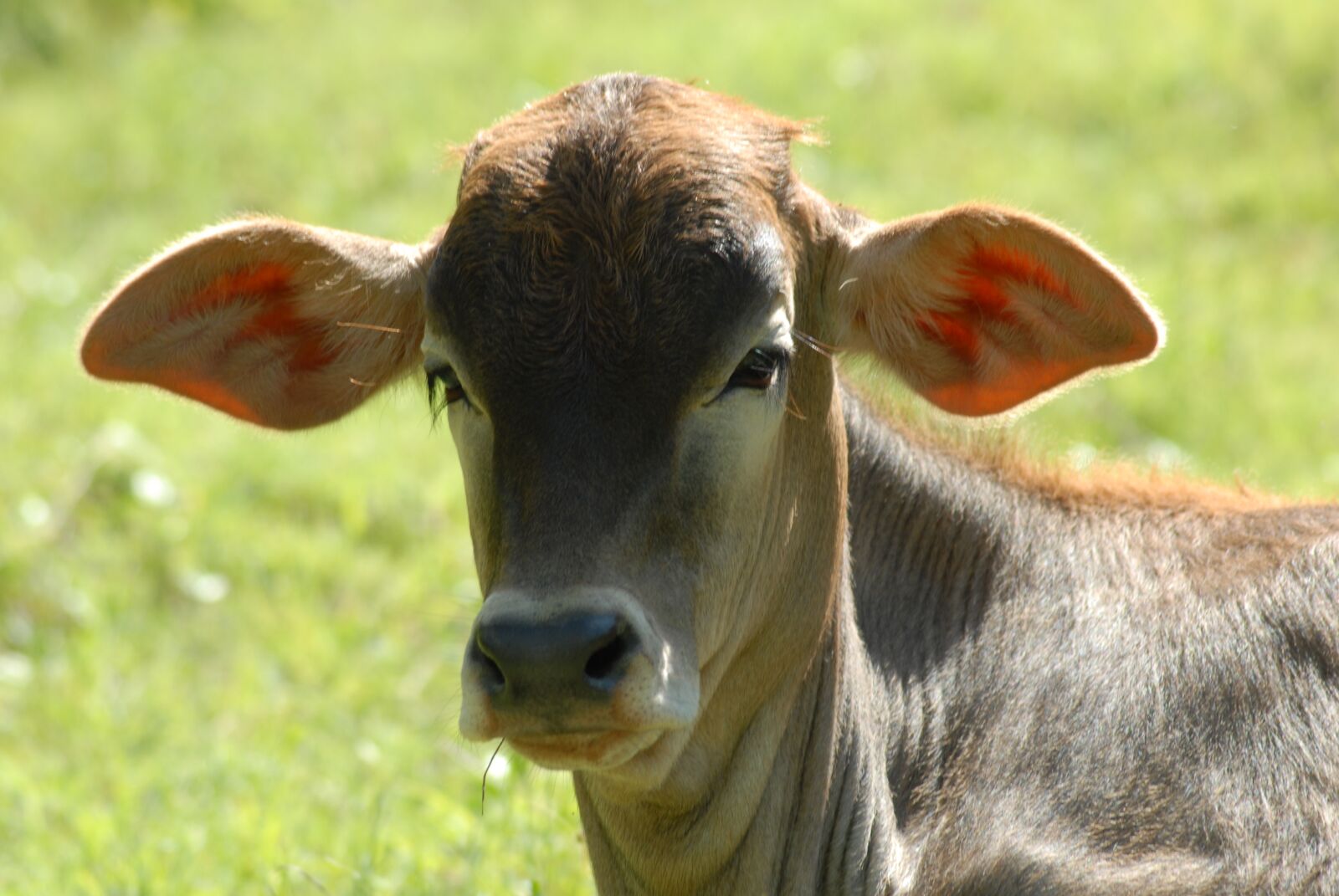 Nikon D200 sample photo. Becerrito, toro, livestock photography