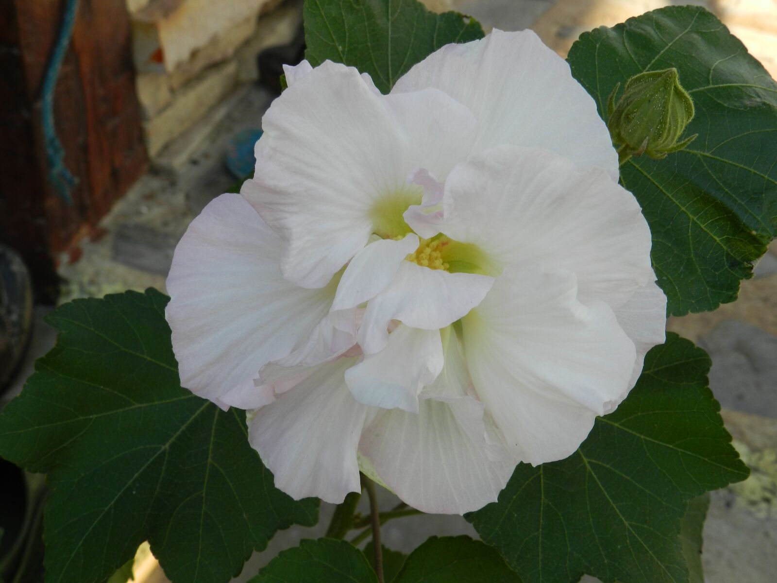 Nikon Coolpix P500 sample photo. Flowers, white flower, plant photography