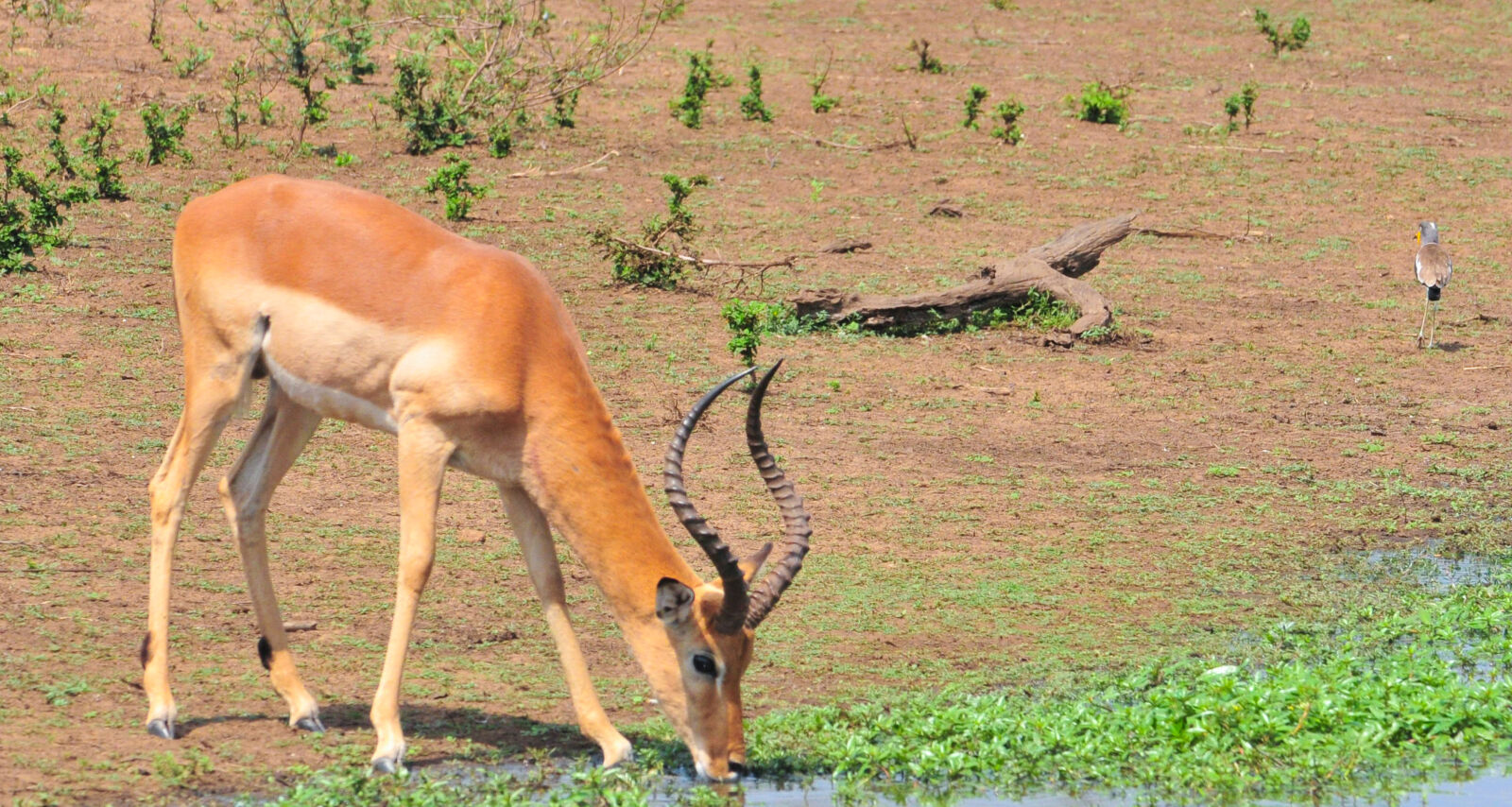 Nikon D300 sample photo. Safari, thirsty, wild, animal photography