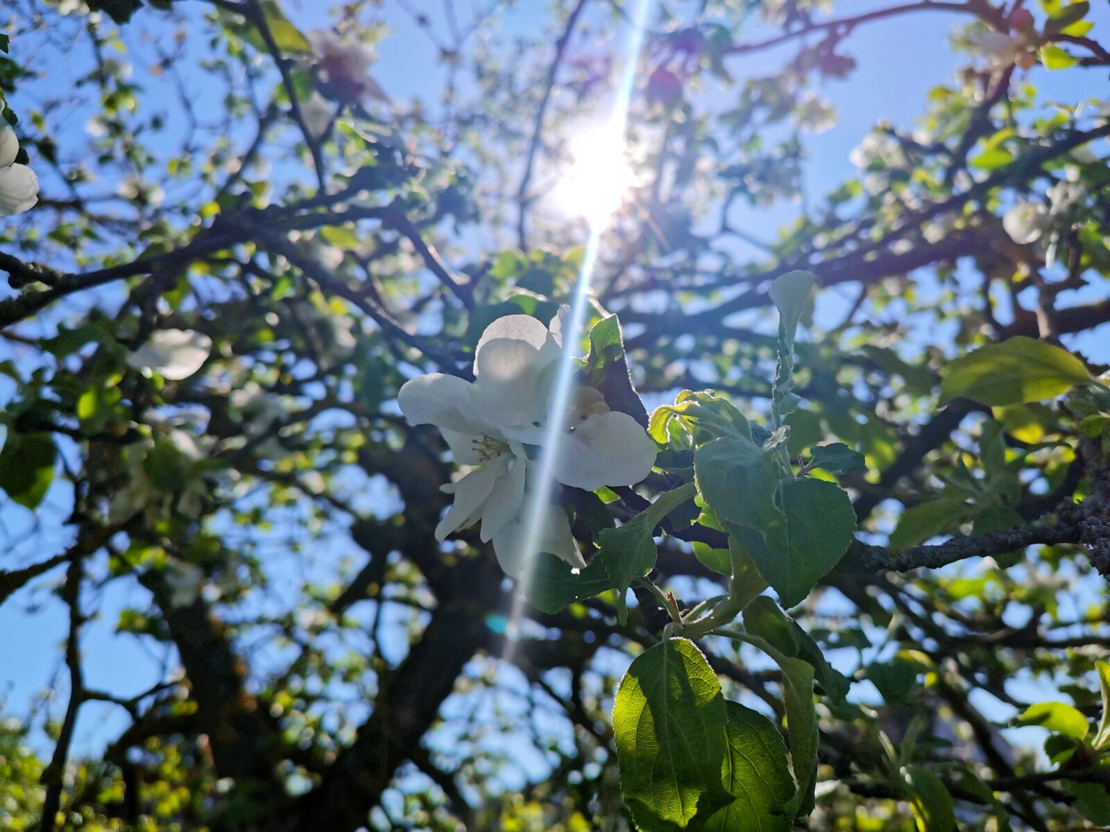 HUAWEI P30 sample photo. Sunshine, nature, sunbeam photography