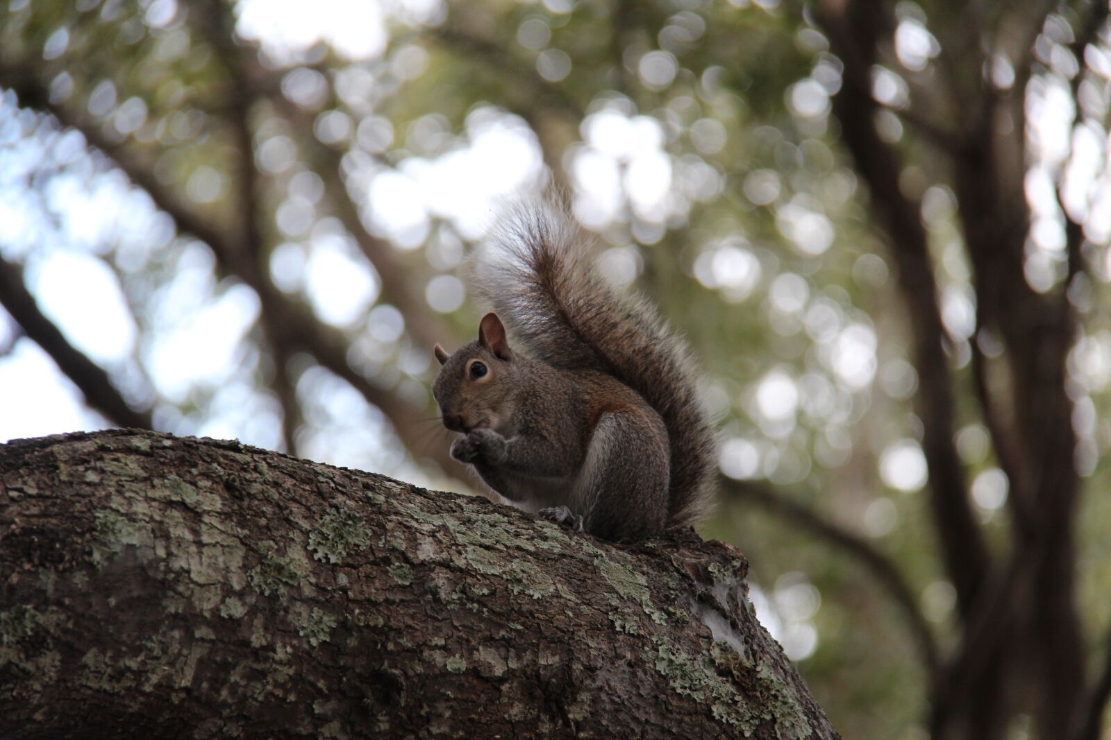 Canon EOS 600D (Rebel EOS T3i / EOS Kiss X5) + Canon EF-S 18-200mm F3.5-5.6 IS sample photo. Squirrel, tree, nature photography