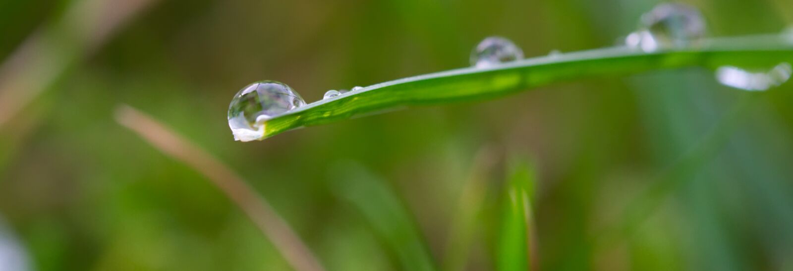 Nikon D3100 sample photo. Water, drip, wet photography
