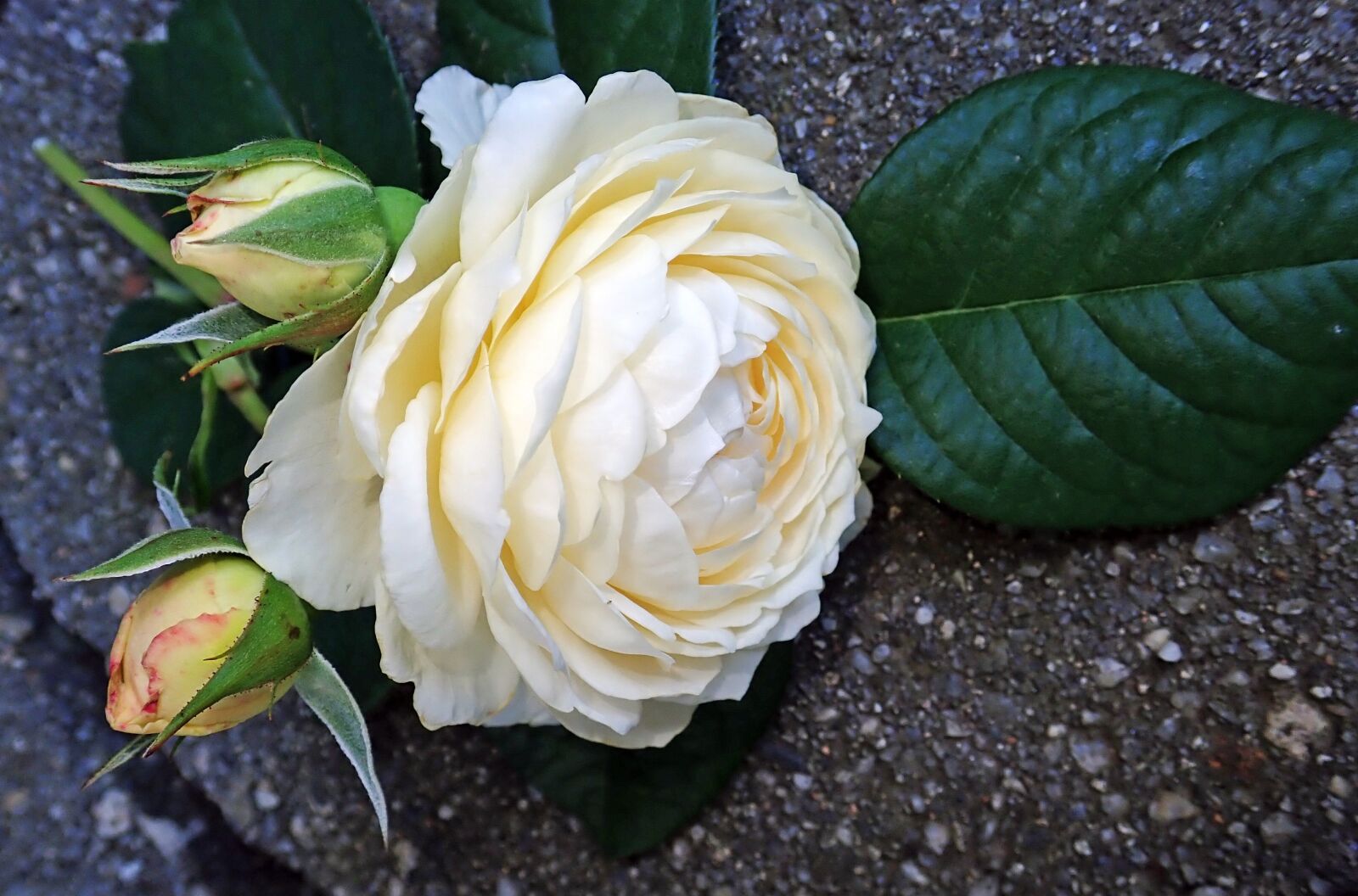 Olympus TG-5 sample photo. Rose, white, flower photography