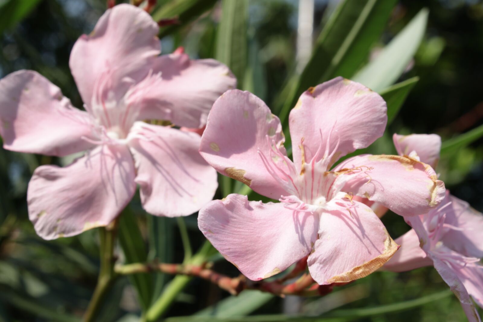 Canon EOS 500D (EOS Rebel T1i / EOS Kiss X3) sample photo. Flowers, morning, blossom photography