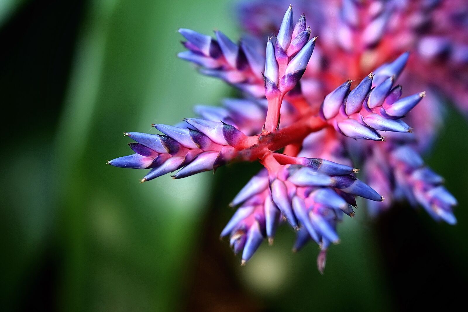 Nikon Nikkor Z 24-70mm F2.8 S sample photo. Aechmea, bromeliad, flower photography