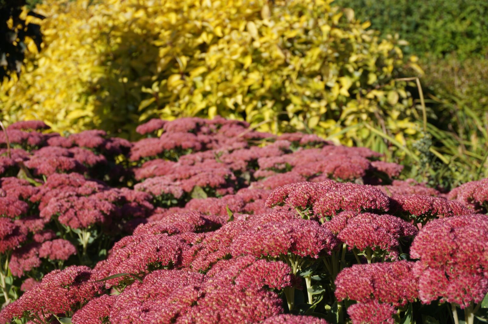 Sony Alpha NEX-6 + Sony E 16-50mm F3.5-5.6 PZ OSS sample photo. Sedum, garden, plant photography