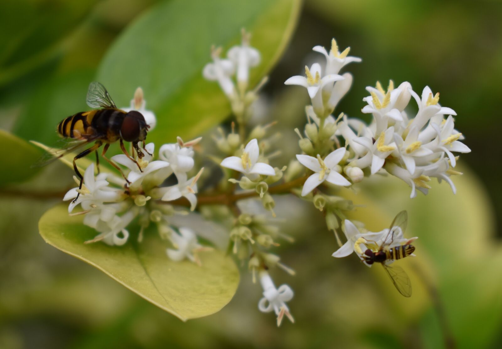 Nikon D5500 sample photo. Bee, bees, flower photography