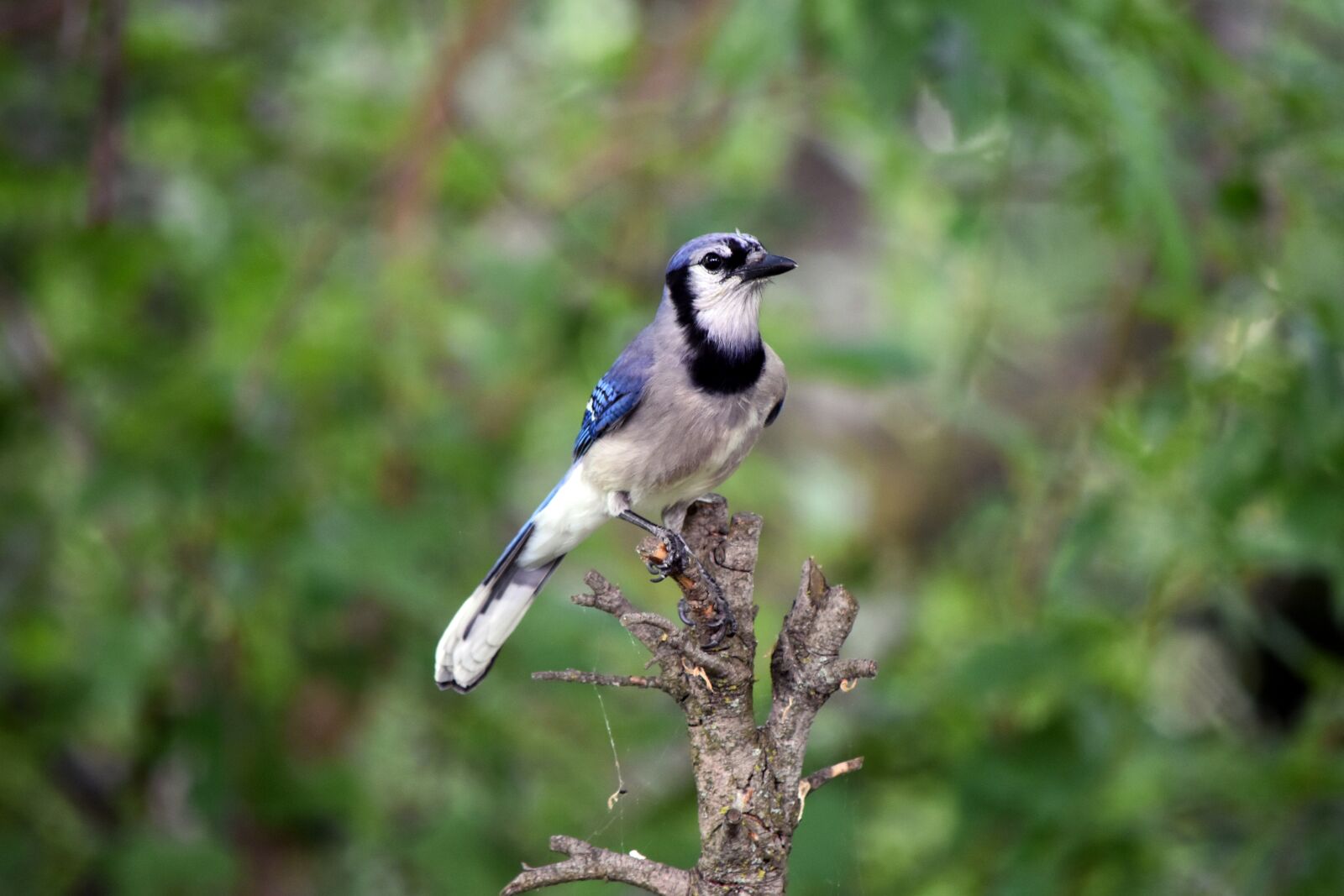 Nikon D5500 sample photo. Blue, jay, bird photography