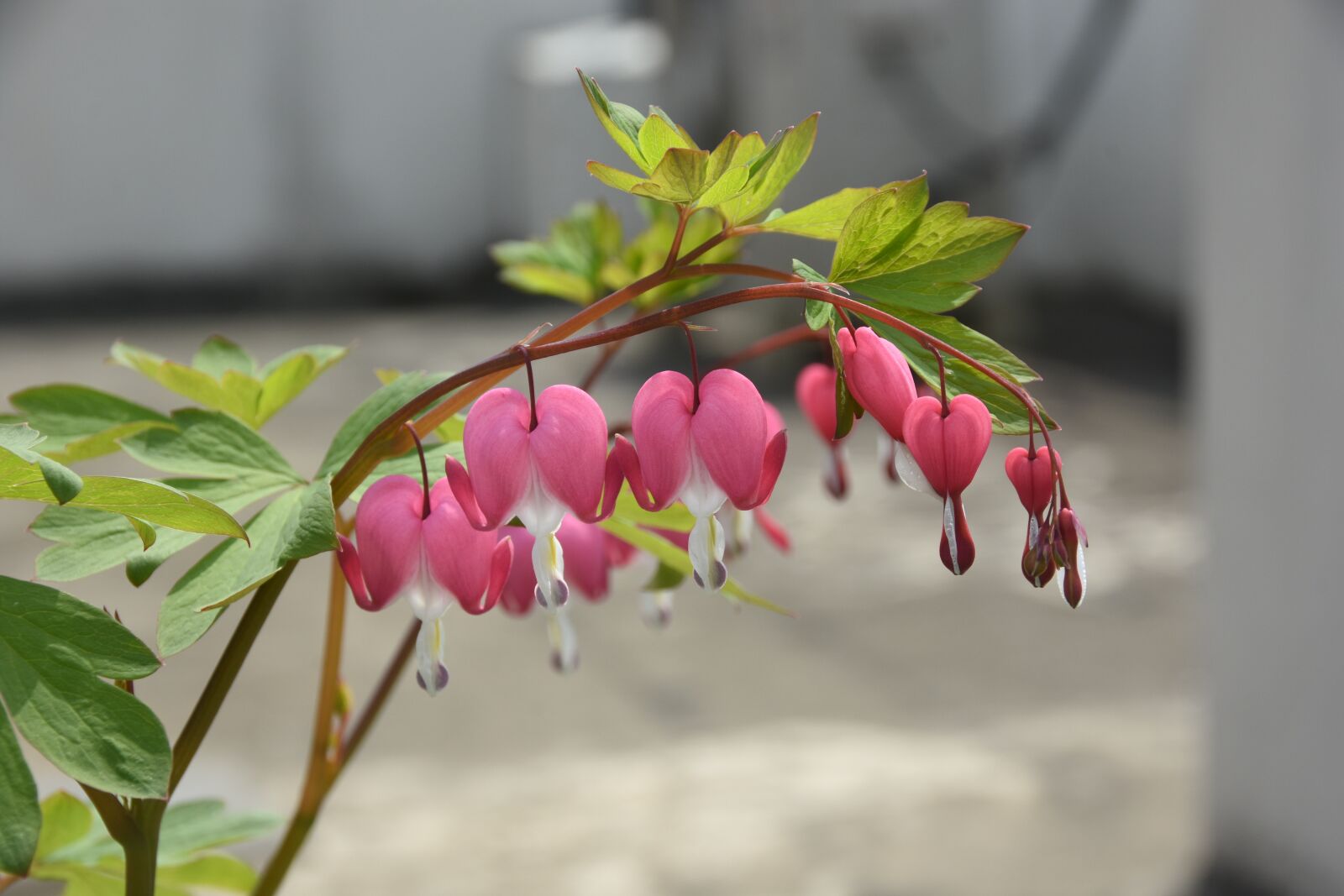 Nikon D7200 sample photo. Wildflower, into the evening photography