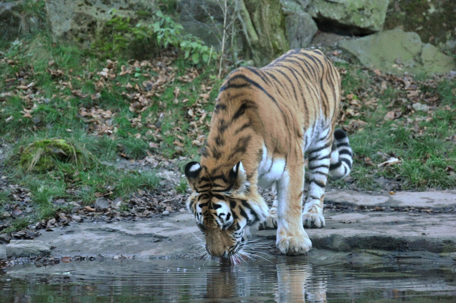 Nikon D90 sample photo. Tiger, zoo, predator photography