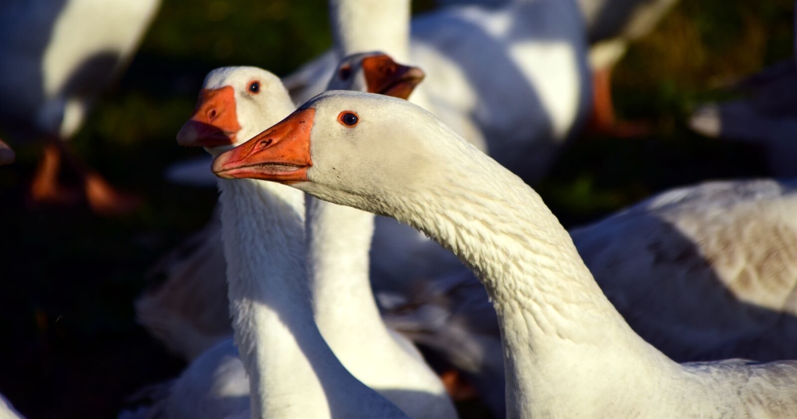 Nikon D3300 sample photo. Goose, geese, bird photography