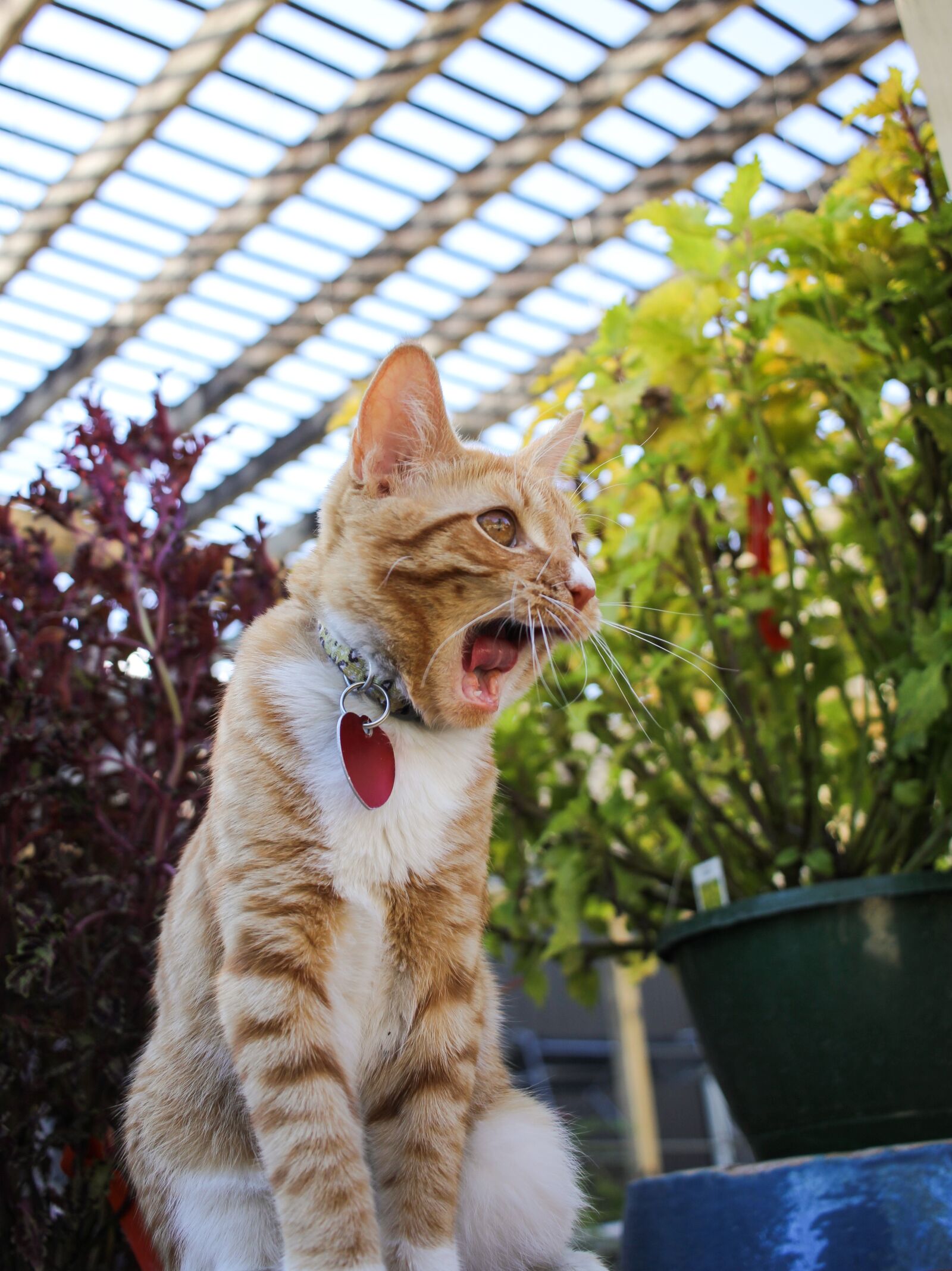 Canon EF-S 24mm F2.8 STM sample photo. Cat, yawning, kitten photography