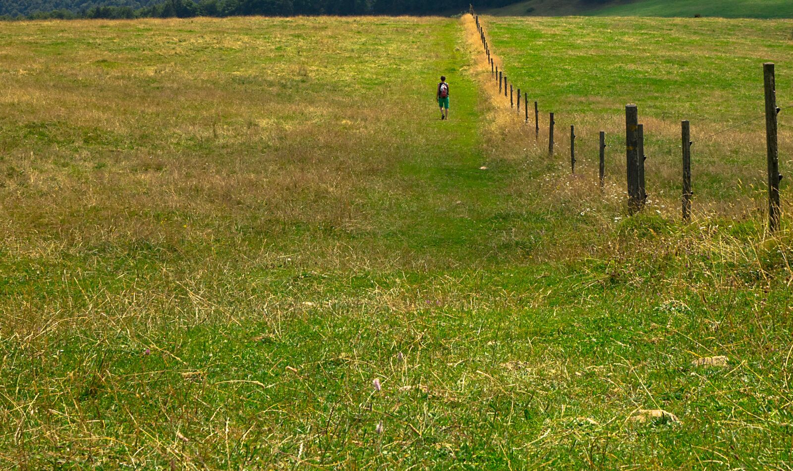 24-200mm F2.8 sample photo. Hiking, jurassic pasture, pasture photography