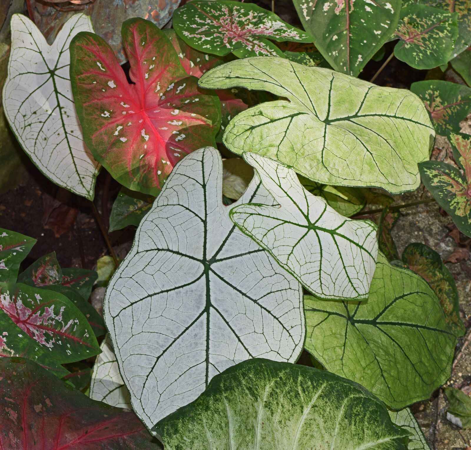 Nikon D3300 sample photo. Caladium garden, foliage, garden photography