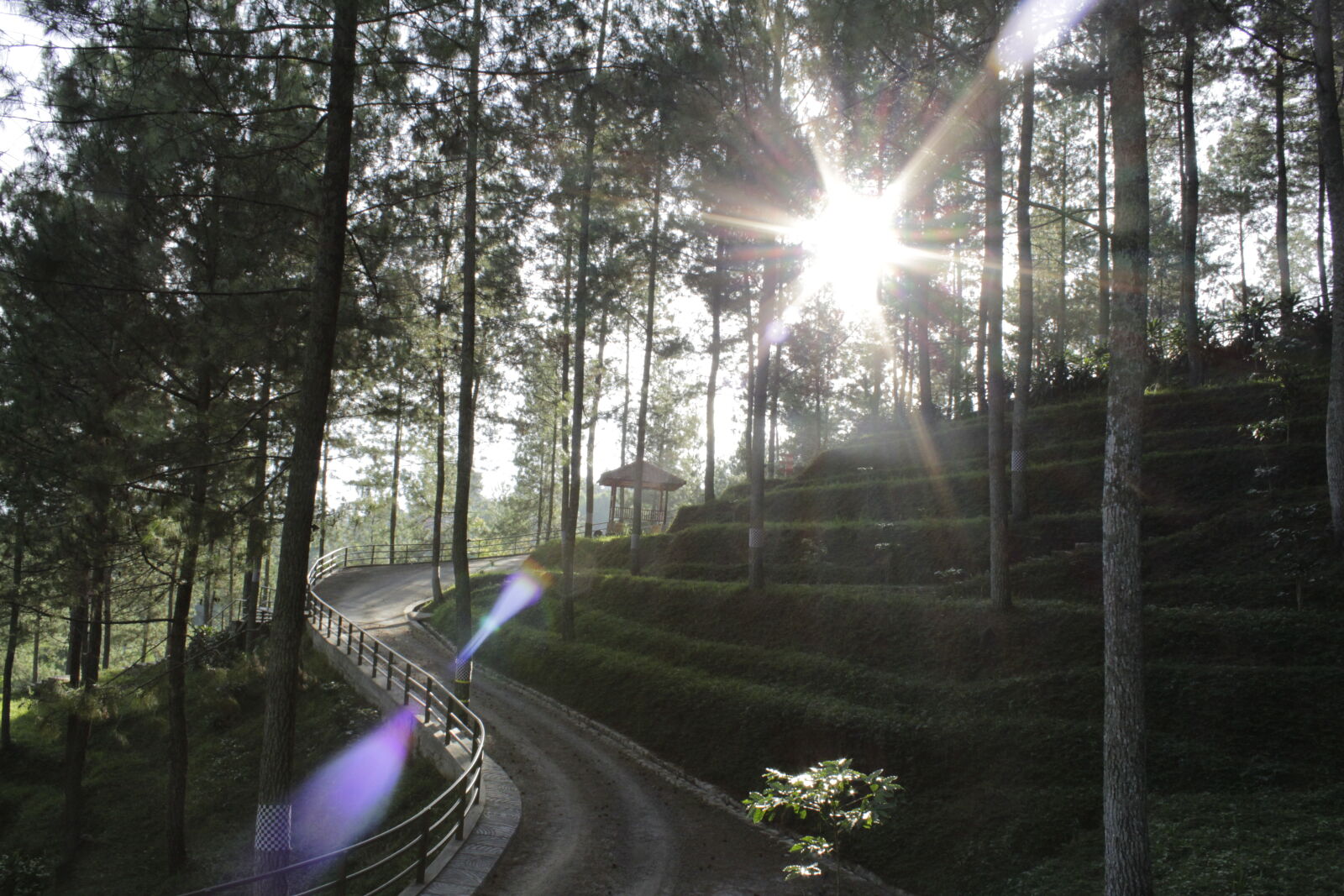Canon EOS 1200D (EOS Rebel T5 / EOS Kiss X70 / EOS Hi) sample photo. Daylight, environment, foggy, forest photography