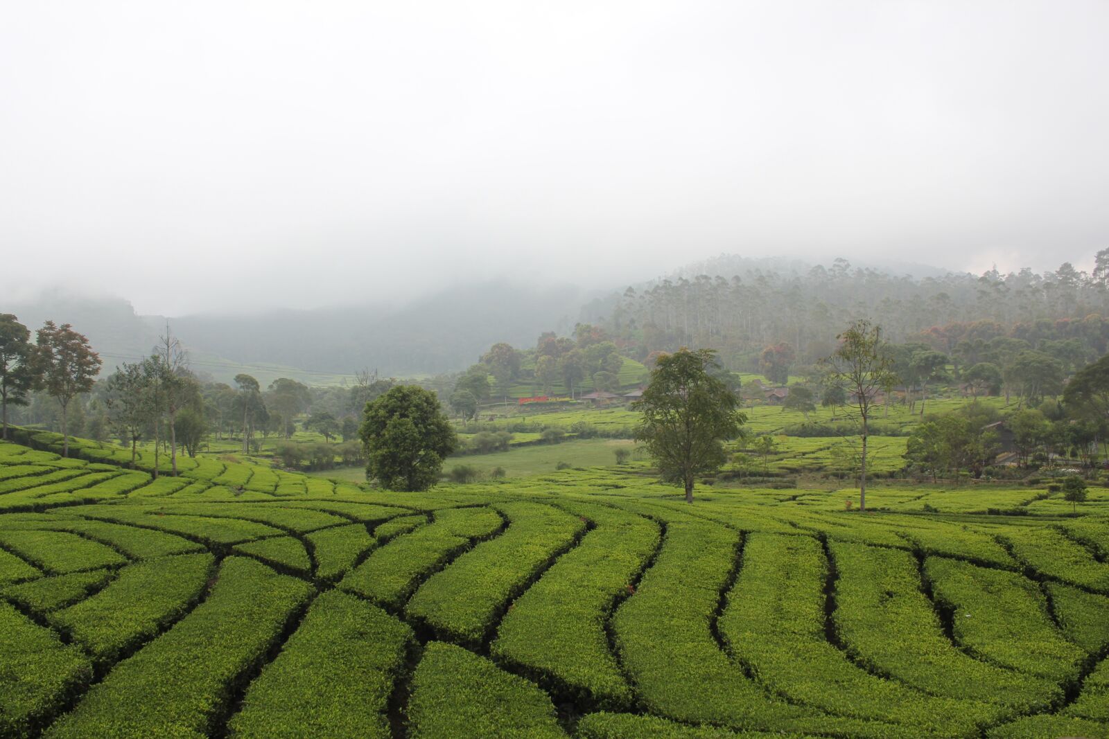 Canon EOS 550D (EOS Rebel T2i / EOS Kiss X4) sample photo. Rancabali, indonesia, tea photography