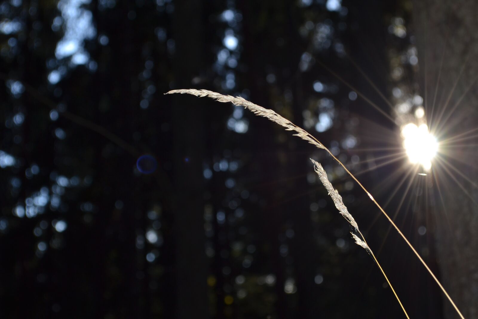Nikon D3100 sample photo. Outdoor, shiny, christmas photography