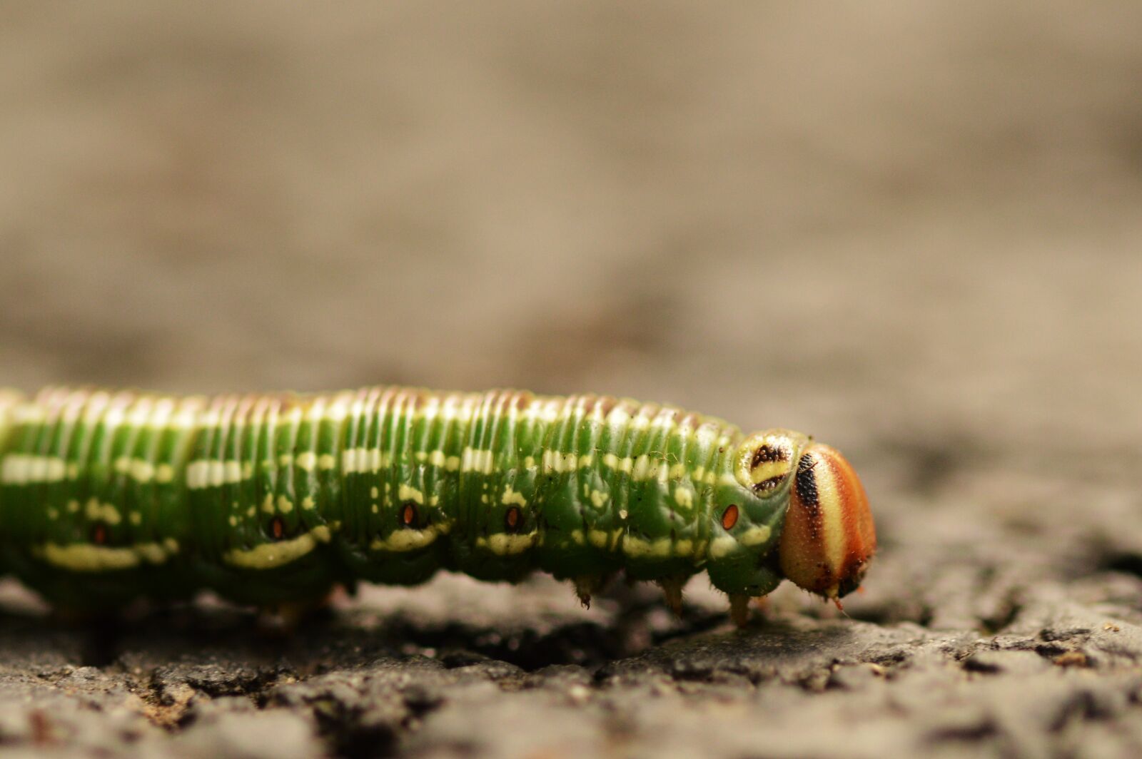 Nikon D3200 sample photo. Caterpillar, macro, insect photography