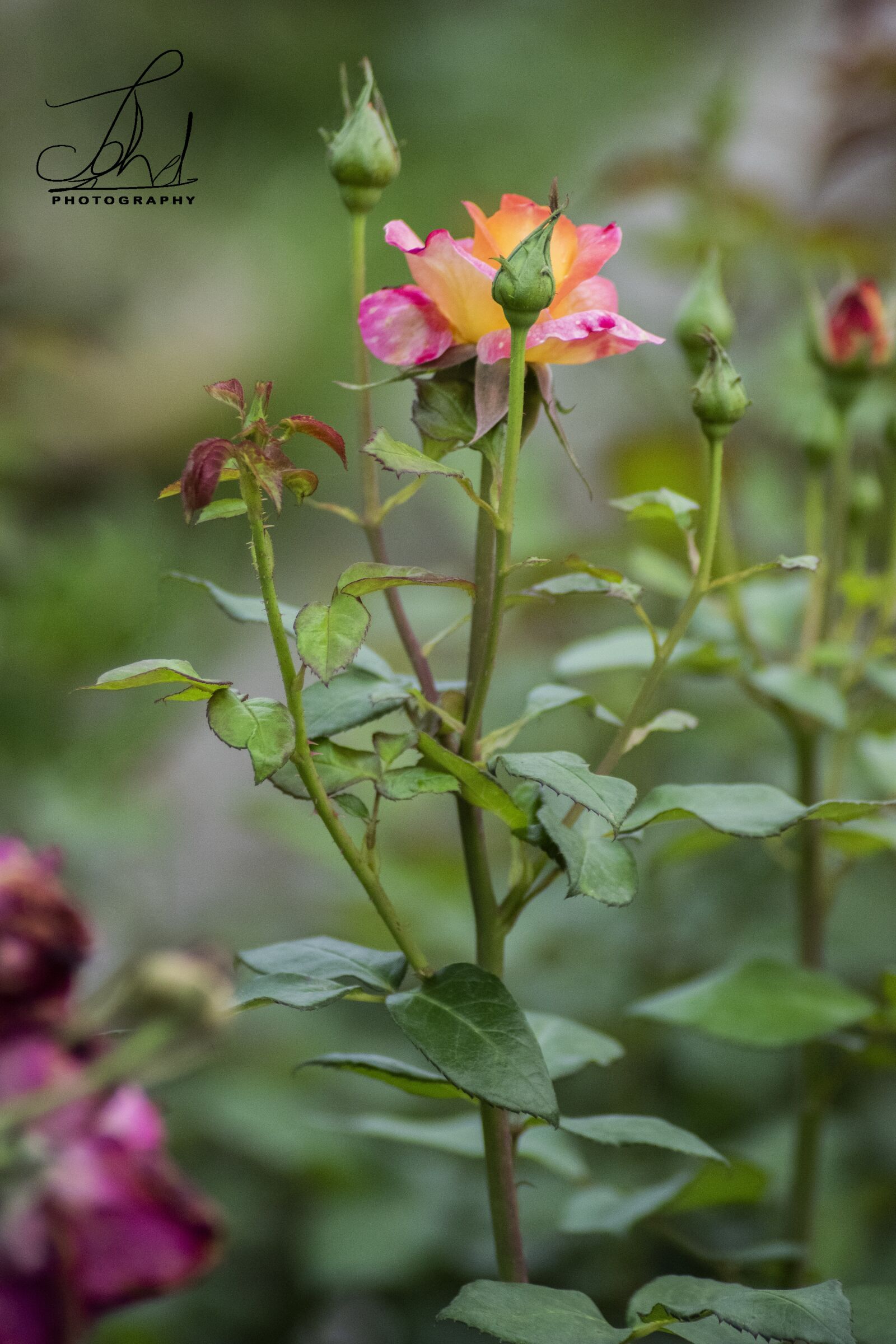 Nikon D5300 sample photo. Rose, nice, flower photography