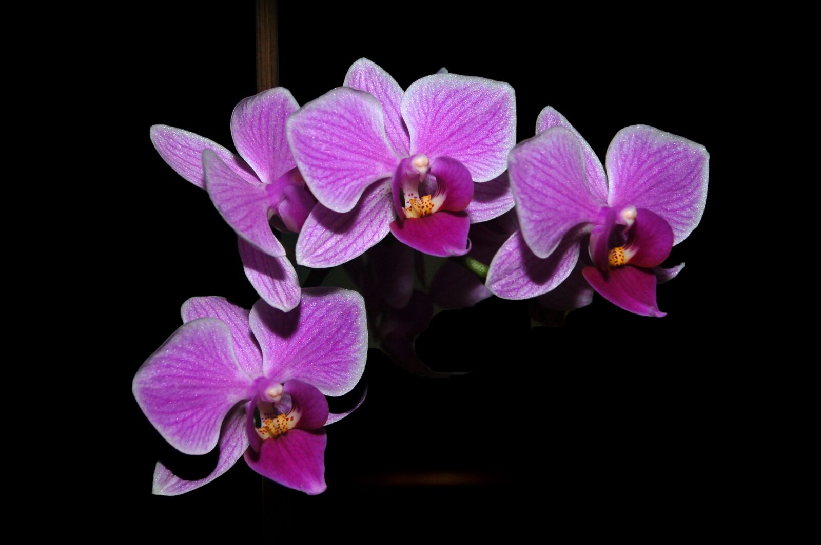 Nikon D50 sample photo. Orchids, orchid, orchids roses photography