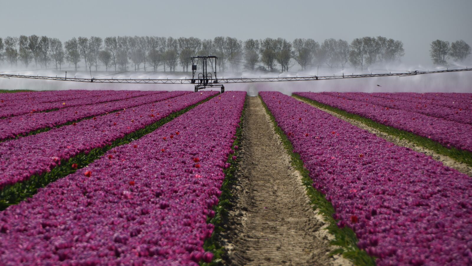 Nikon D3300 sample photo. Dirksland, tulips, purple photography