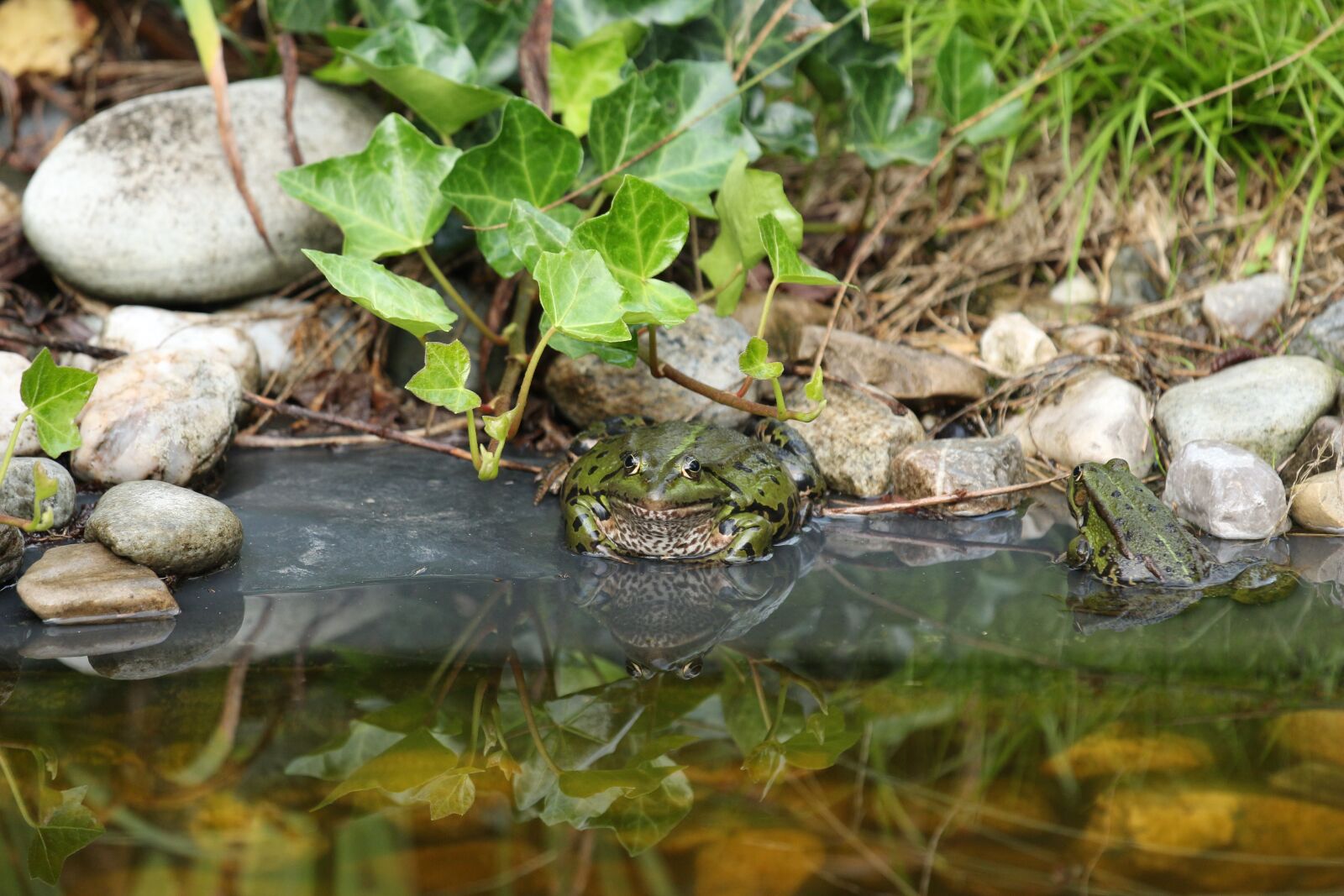Canon EOS 650D (EOS Rebel T4i / EOS Kiss X6i) + Canon EF 70-200mm F4L IS USM sample photo. Frog, pond, water photography
