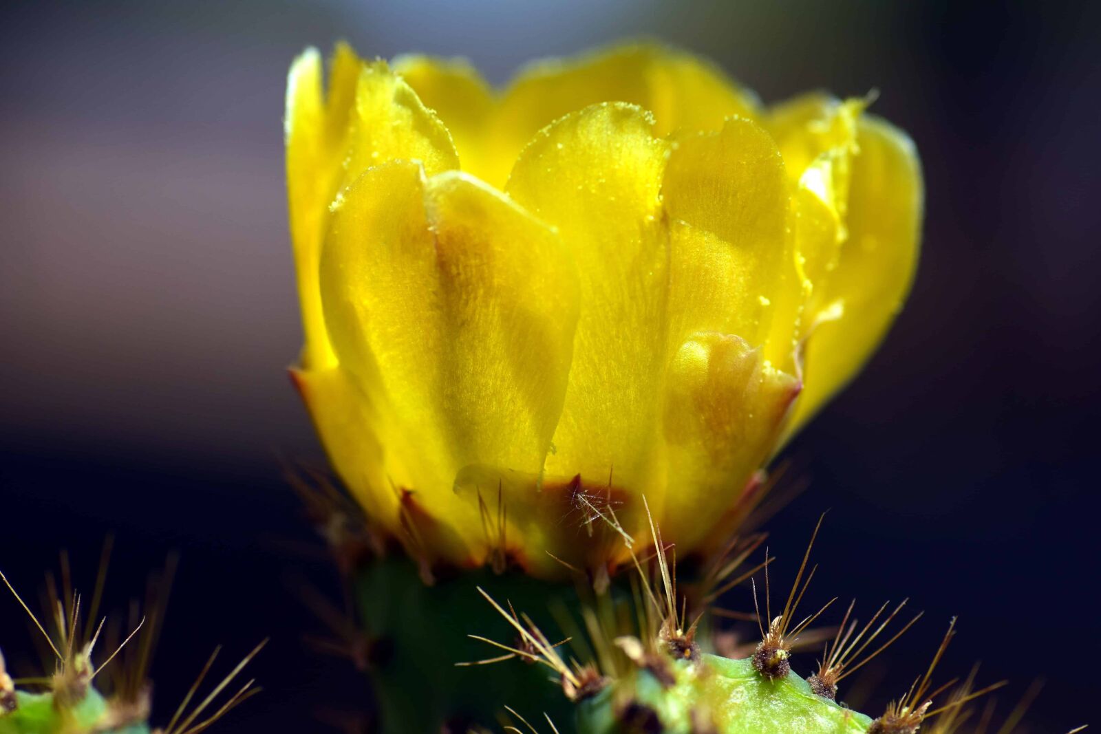 Nikon D3300 sample photo. Flower, nature, flora, cactus photography