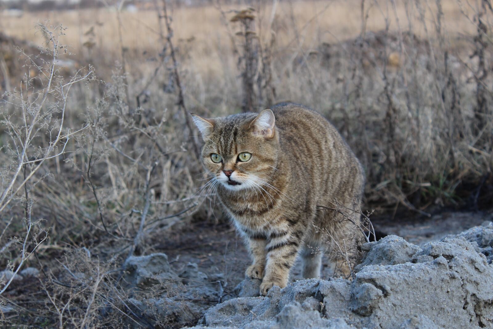 Canon EOS 100D (EOS Rebel SL1 / EOS Kiss X7) sample photo. Cat, grass, hunting photography