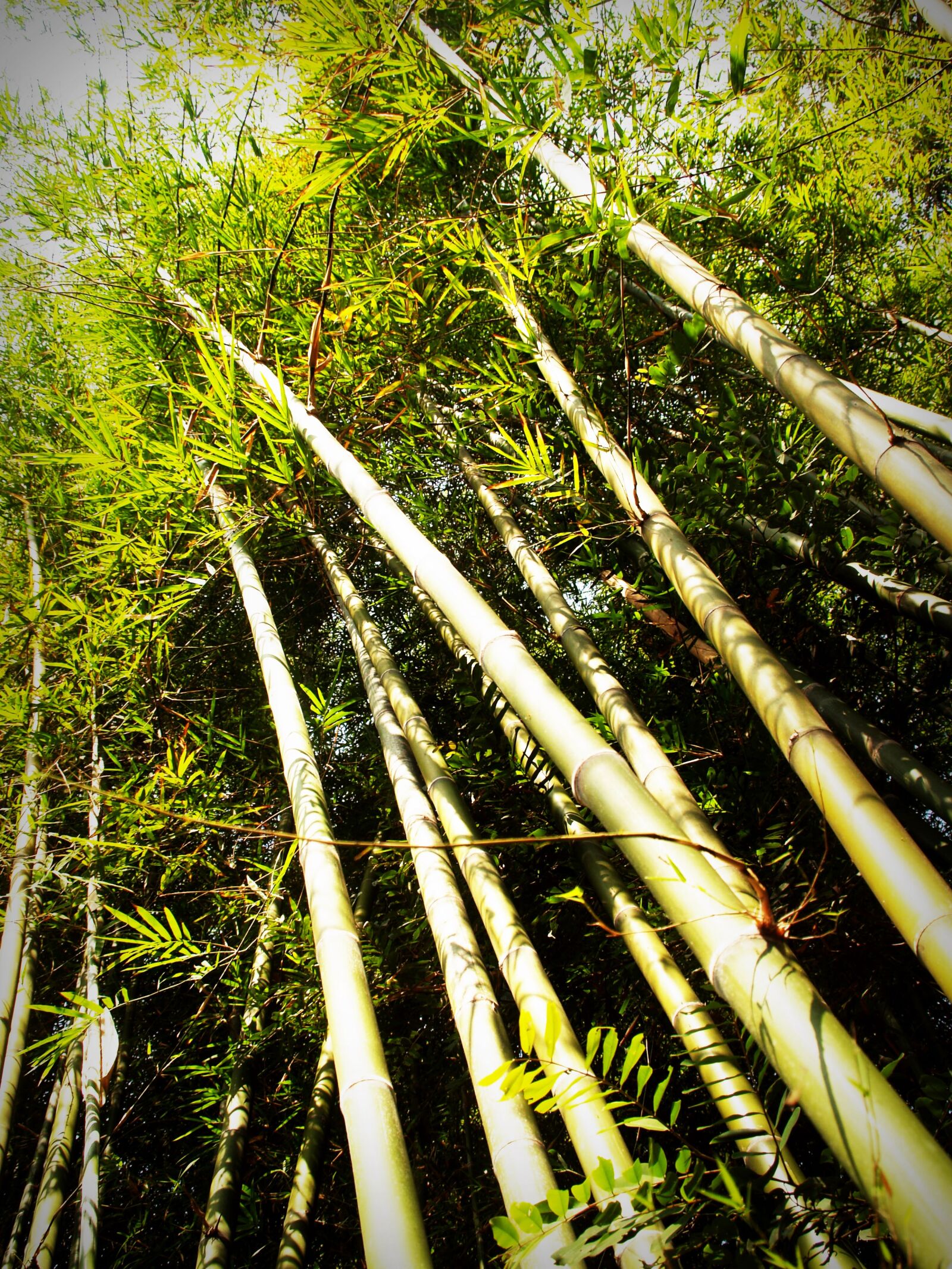 Olympus E-300 (EVOLT E-300) sample photo. Bamboo, bright, color, daylight photography