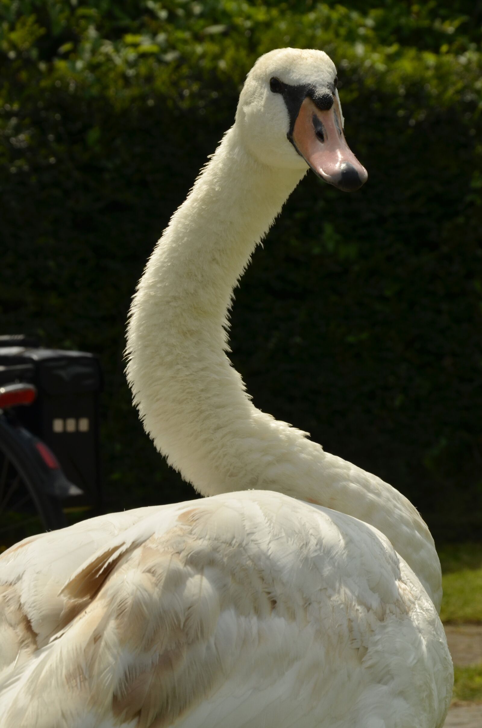Nikon D7000 sample photo. Swan, bird, waterfowl photography