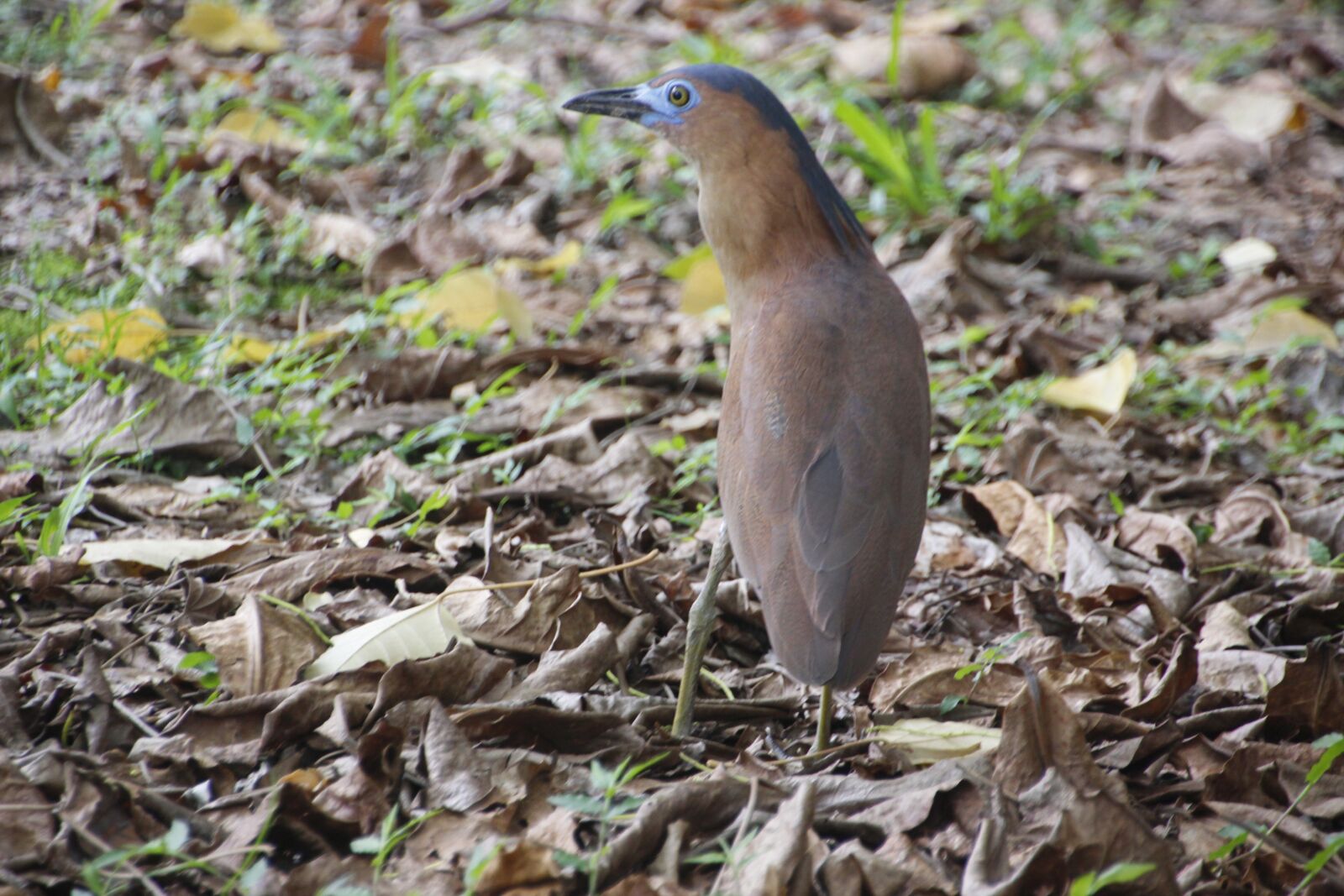 Canon EOS 600D (Rebel EOS T3i / EOS Kiss X5) sample photo. Black crown hemp heron photography