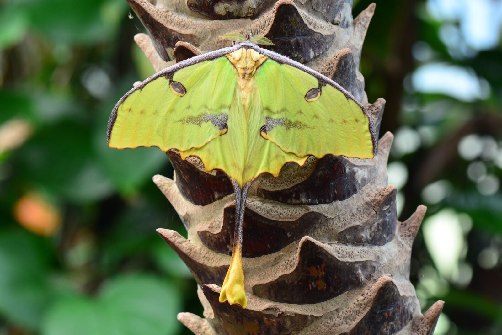 Nikon D7100 sample photo. Madagascar moon moth, moth photography
