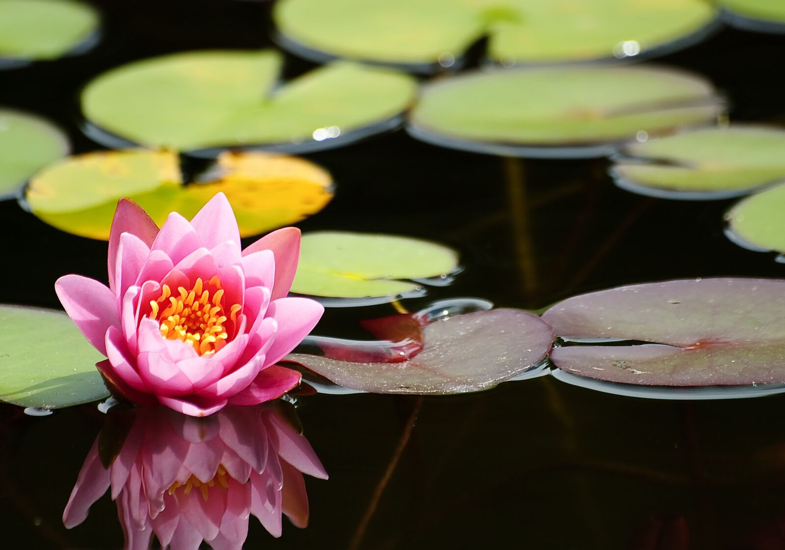Nikon D80 sample photo. Flower, lotus, no one photography