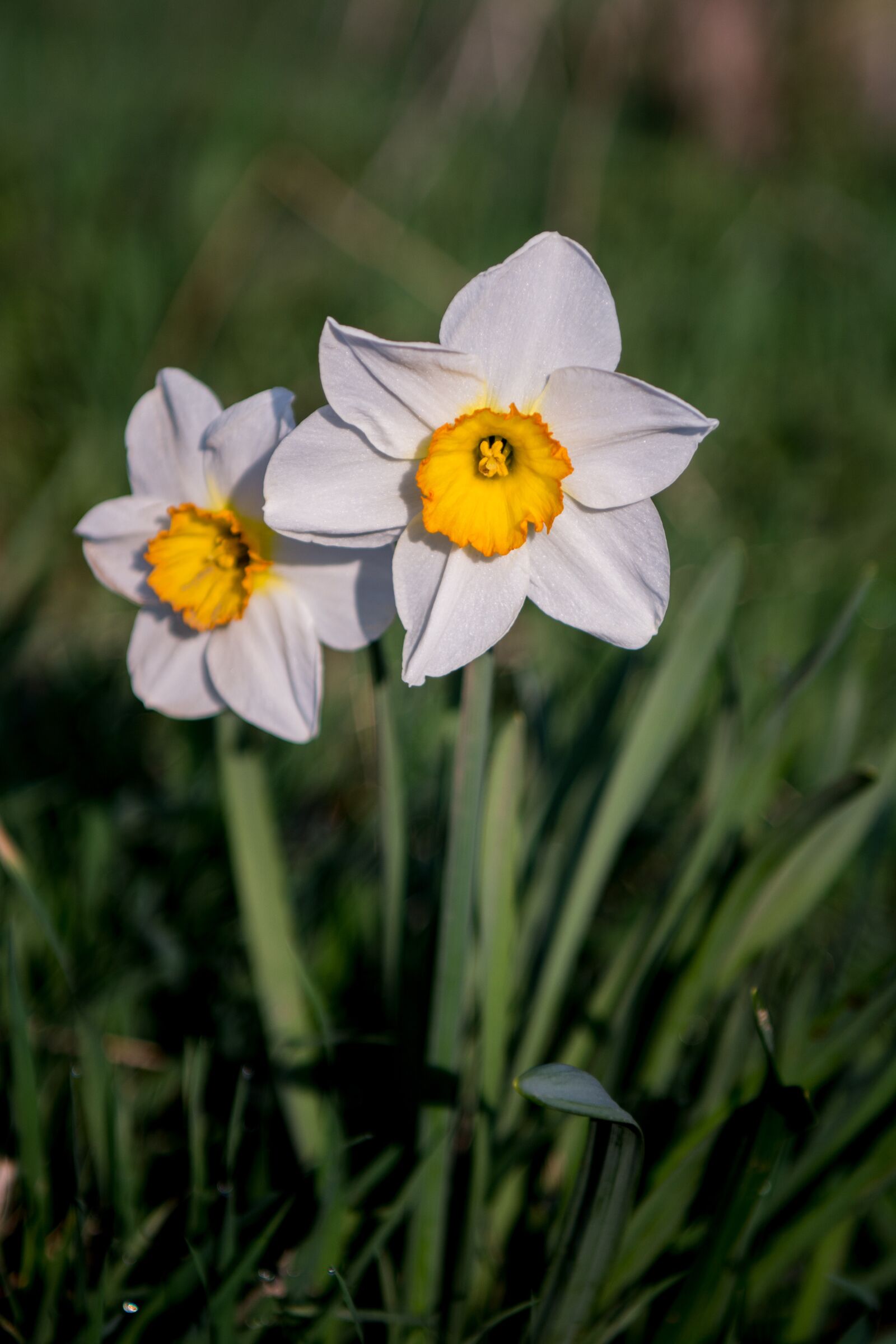 Nikon D7100 sample photo. Flowers, osterglocken, spring photography