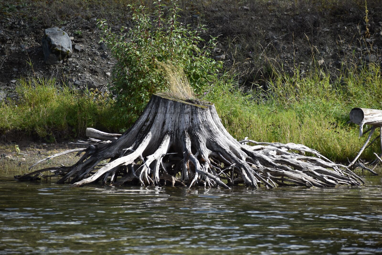Nikon D3500 sample photo. Wood, roots, weathered photography
