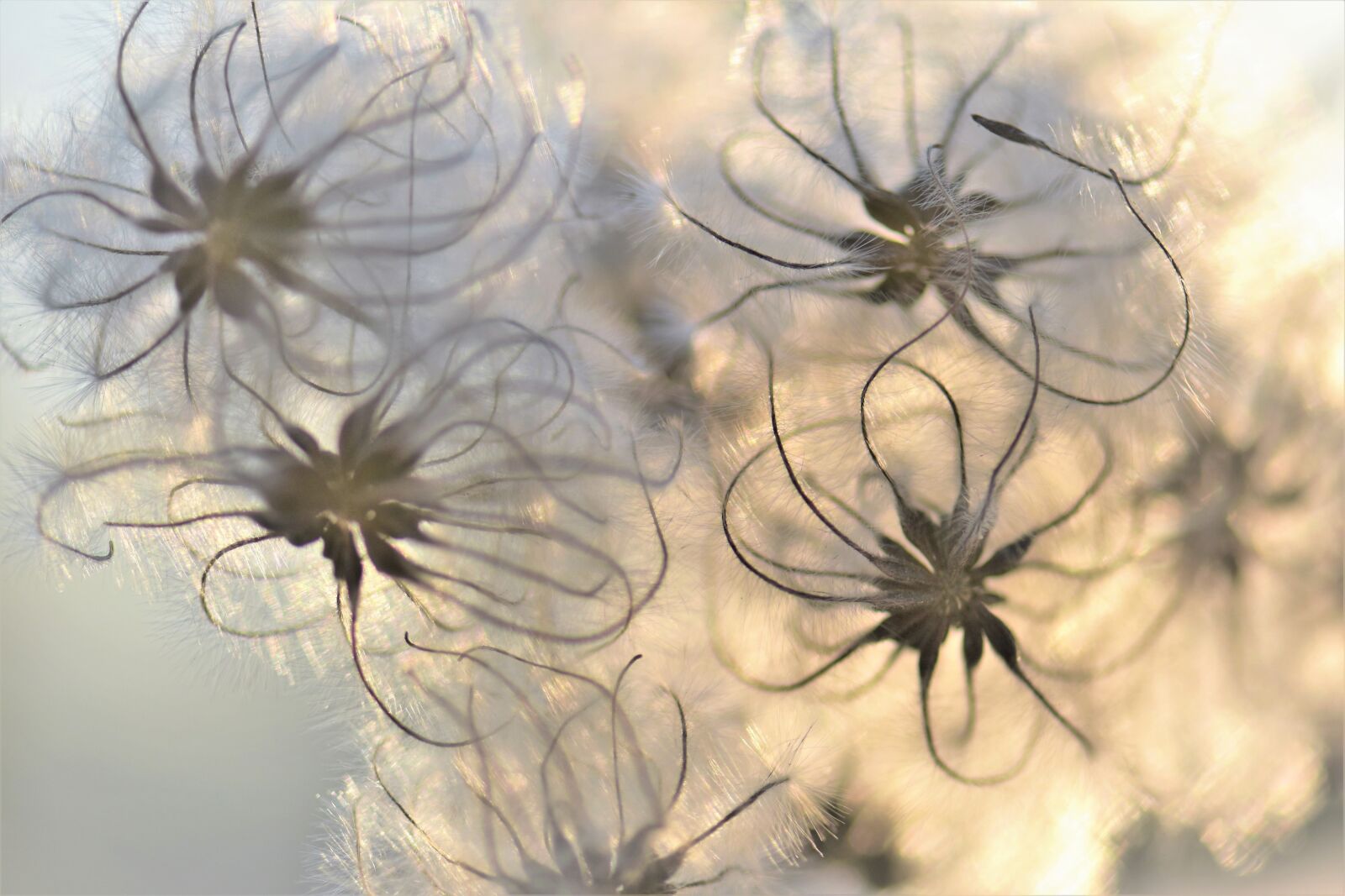 Nikon D5500 sample photo. Plant, seeds, nature photography