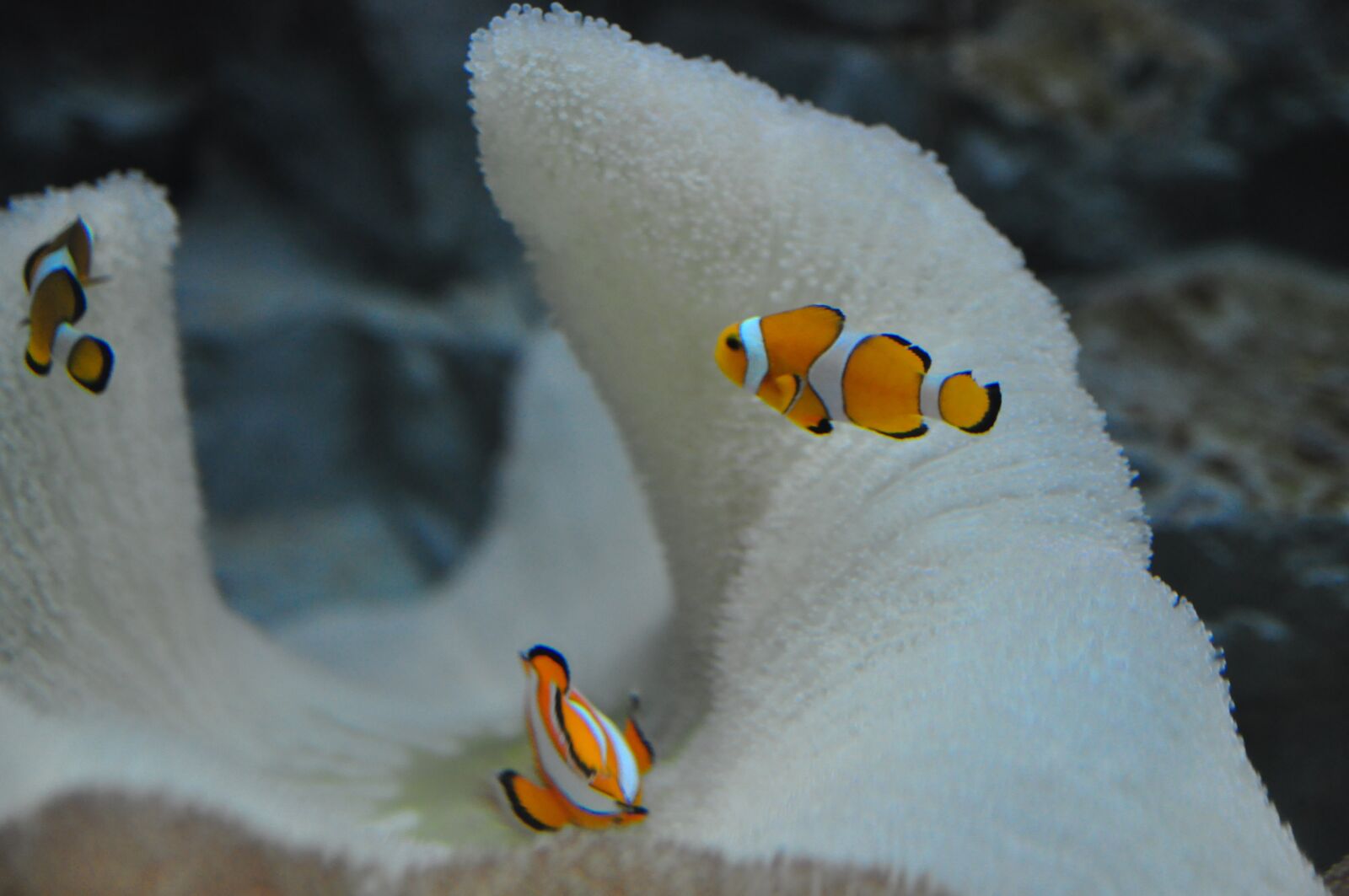 Nikon D90 sample photo. Fish, tank, aqua photography