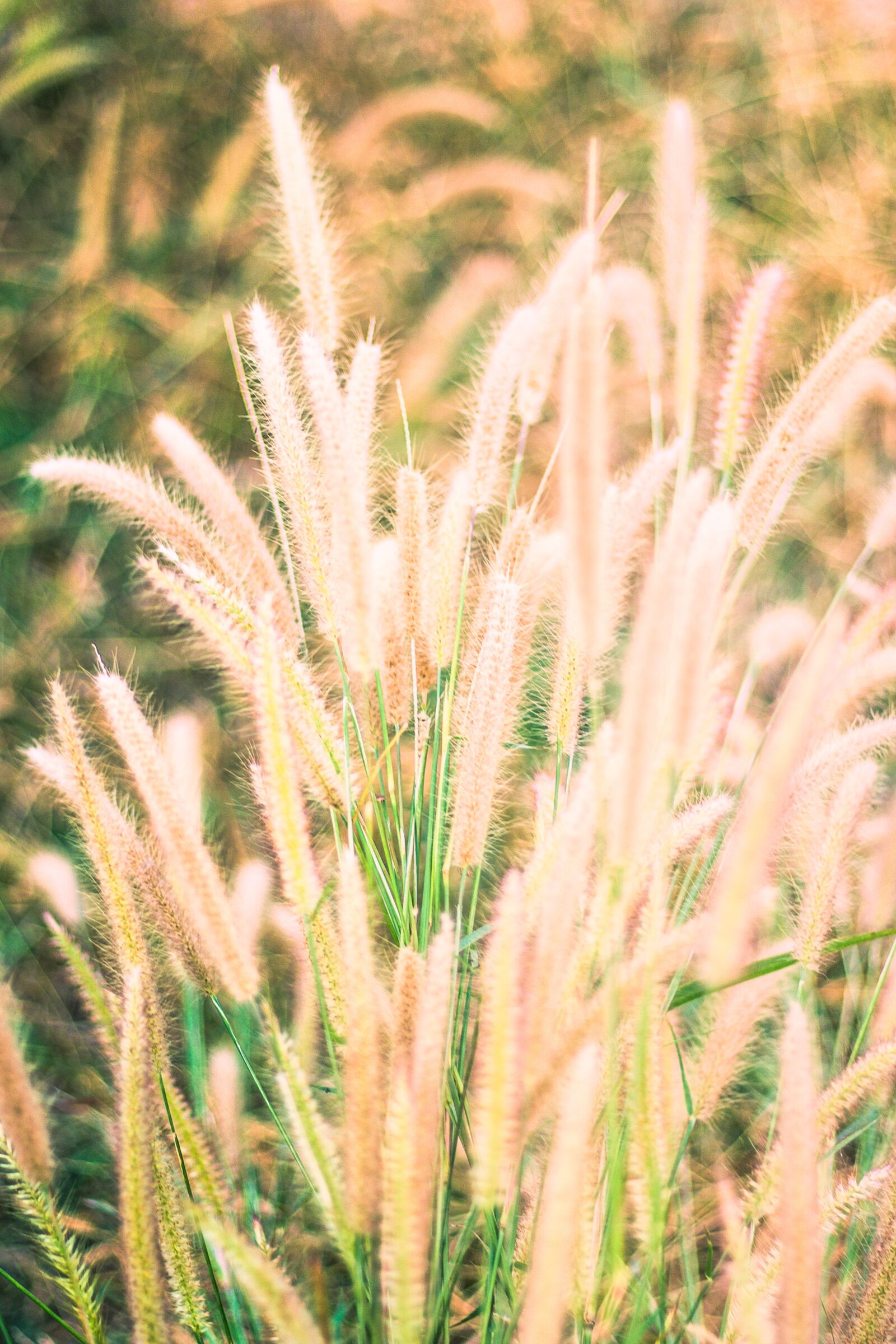 Canon EOS 700D (EOS Rebel T5i / EOS Kiss X7i) + Canon EF 50mm F1.8 STM sample photo. Flowering grass, nature, mead photography