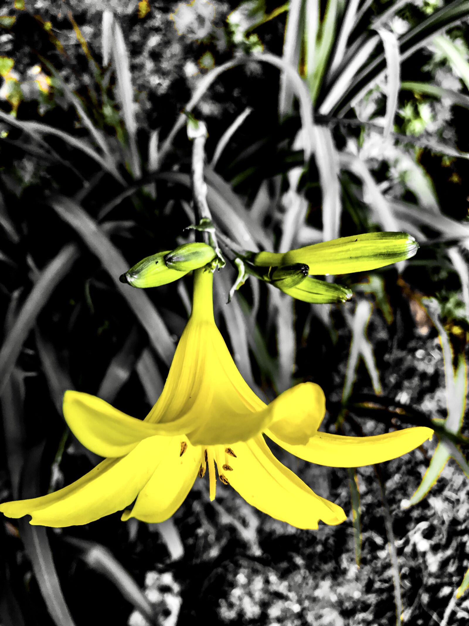 iPhone 7 back camera 3.99mm f/1.8 sample photo. Lily, bud, lilium photography