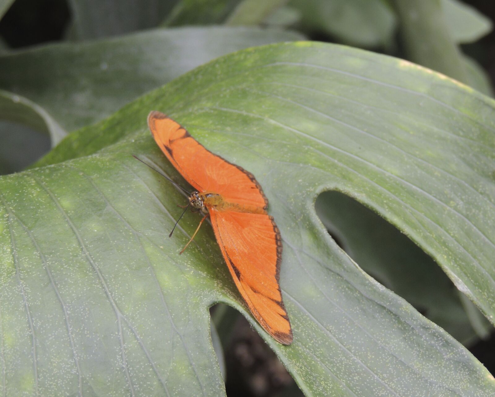 Nikon Coolpix P510 sample photo. Butterfly, animal, insect photography