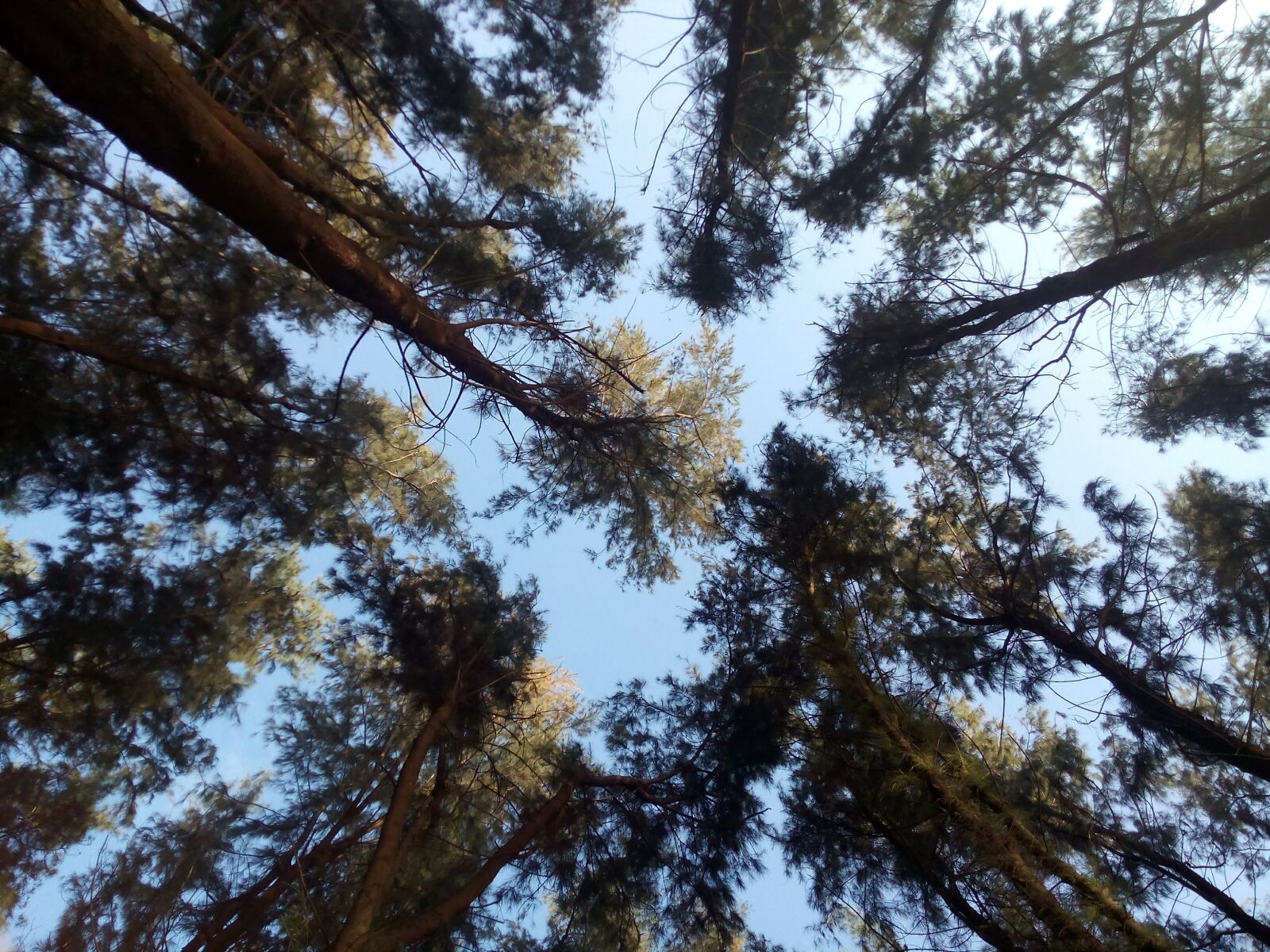 Micromax Canvas Spark sample photo