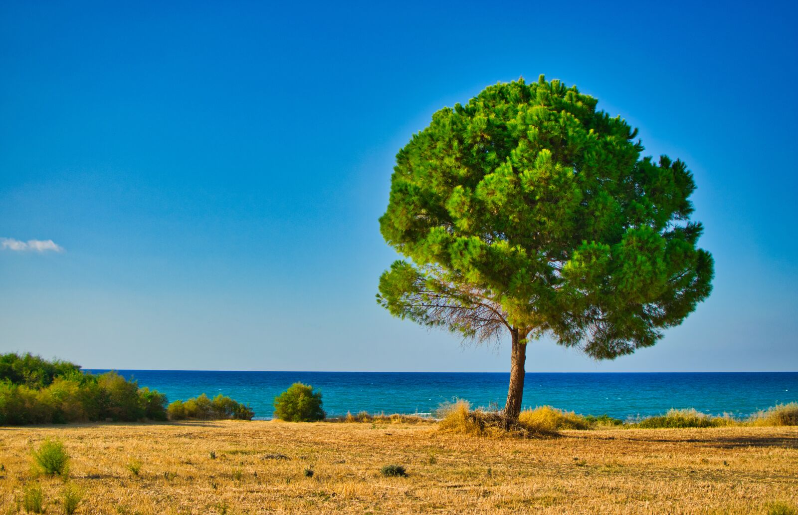 Nikon D5300 sample photo. Tree, landscape, sea photography